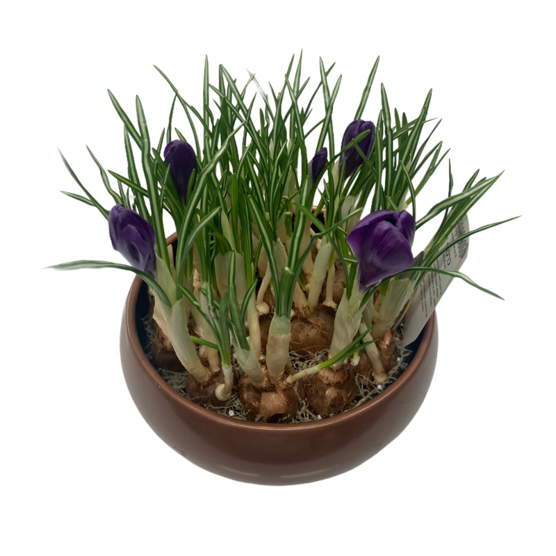 Crocus