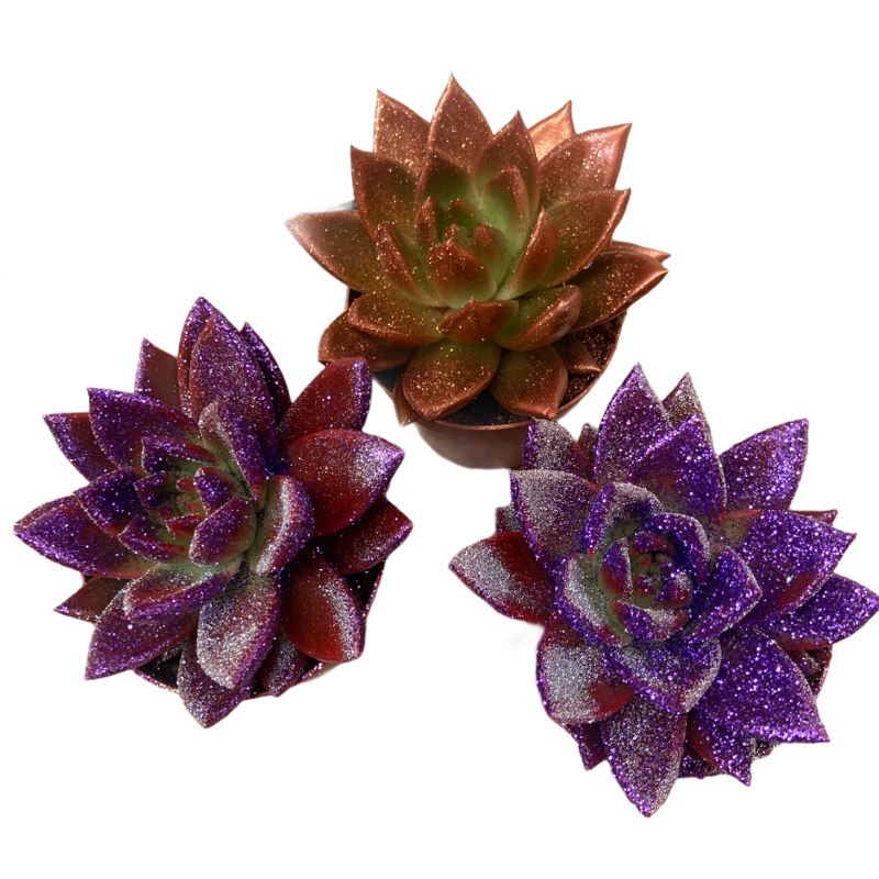 Echeveria