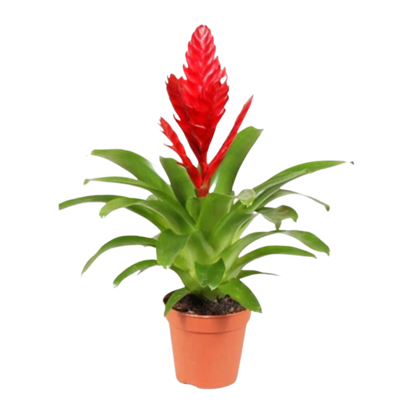 Vriesea Vriesea