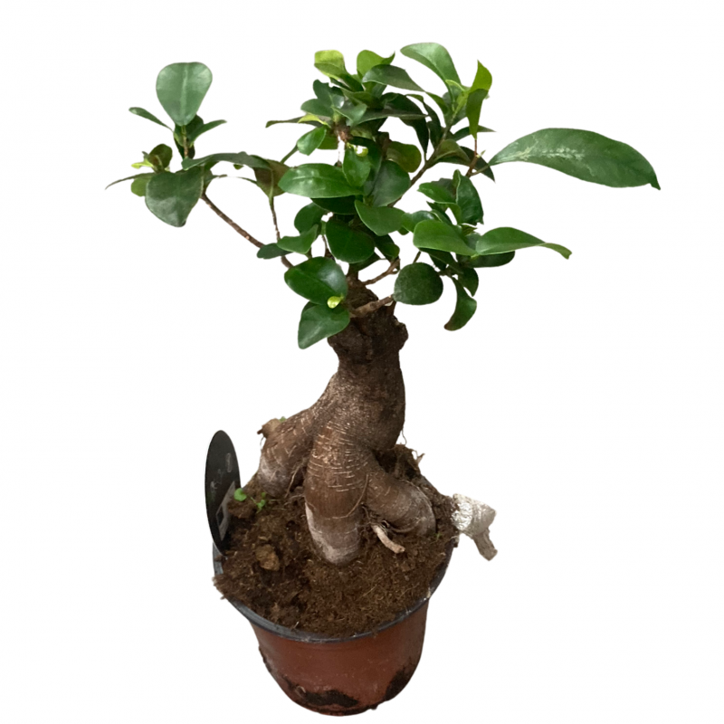 Bonsai