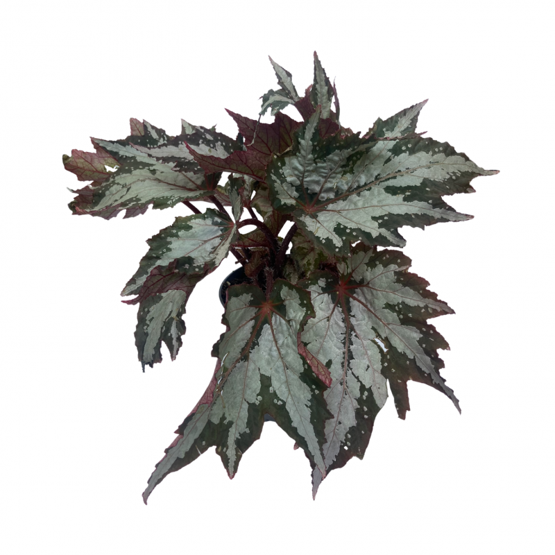 Begonia